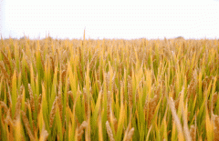 稻谷飘香迎丰年|杨艺生产基地奏响丰收乐章